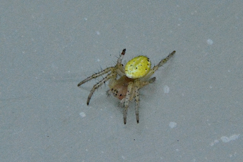 Araniella sp. - Sassoferrato (AN)
